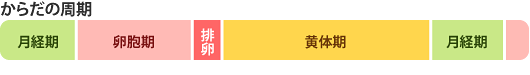 からだの周期